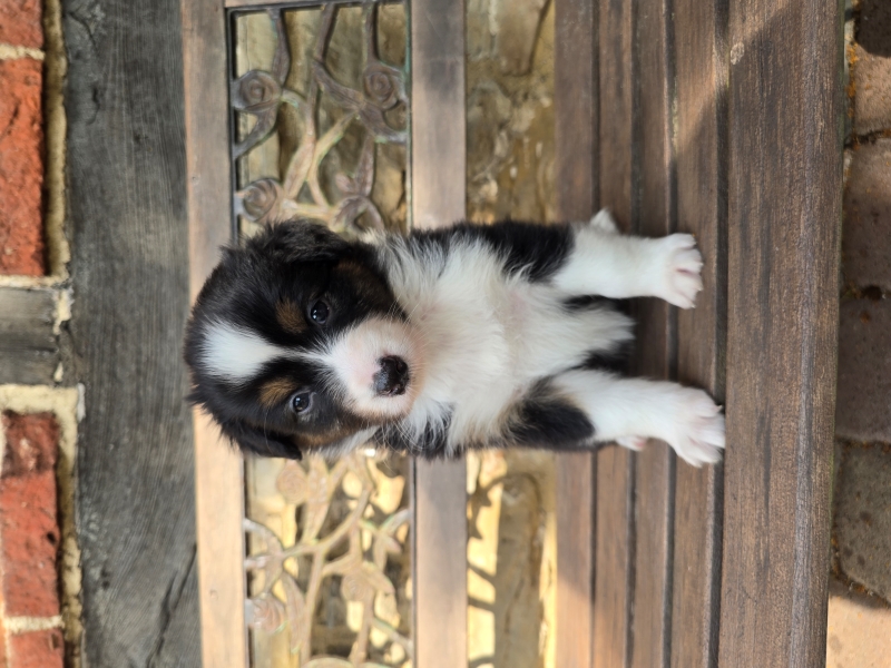 05-Huendin-Queenie-8001