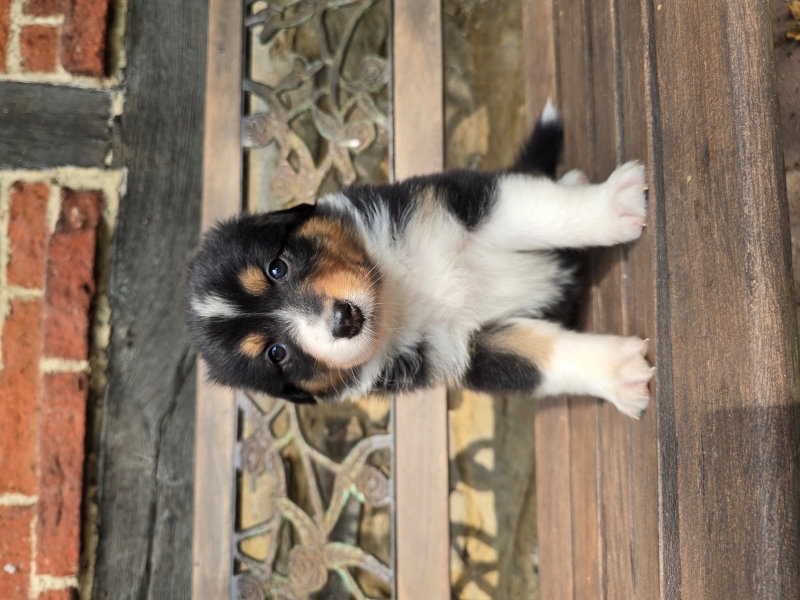 05_Huendin-Alice-7993