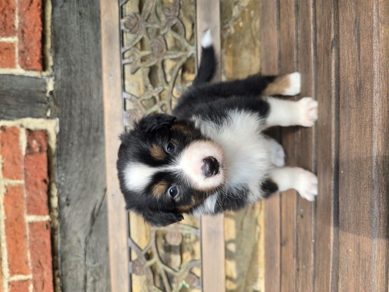 05_Huendin-Queenie-8008