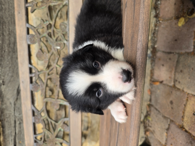 05_Ruede-Chester-8042