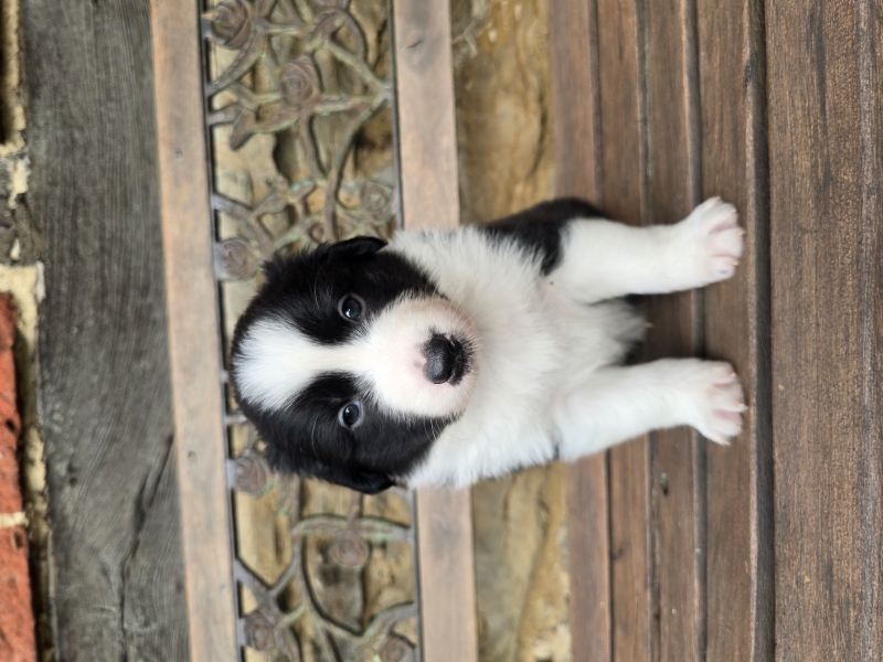 05_Ruede-Chester-8045