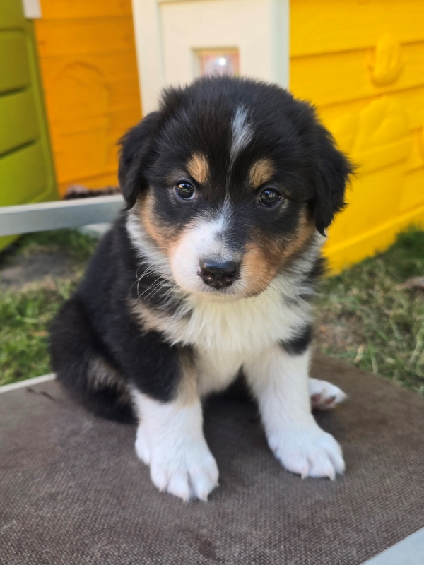 06-Huendin-Alice-808