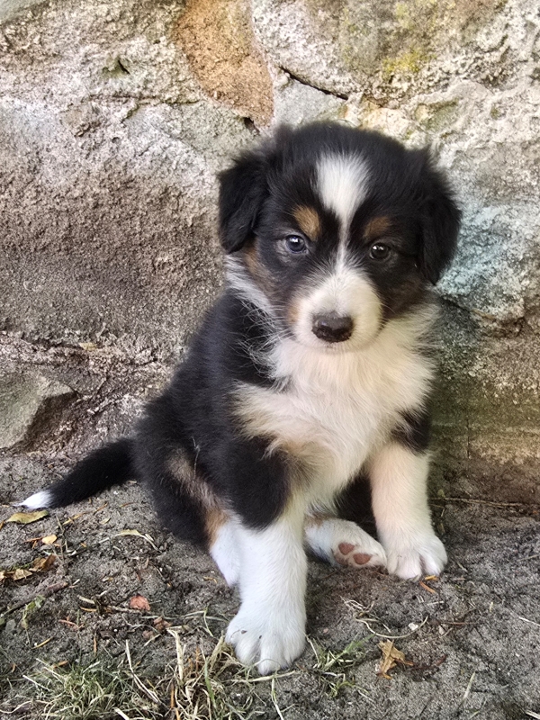 06-Huendin-Queenie-391