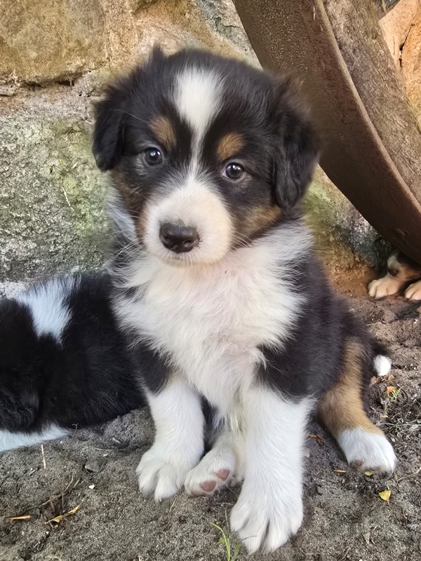 06-Huendin-Queenie-410