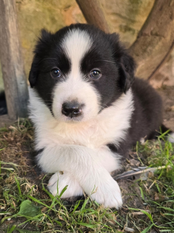 06-Ruede-Chester-447