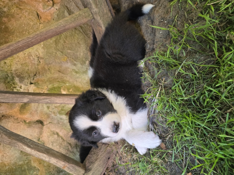 06-Ruede-Chester-449