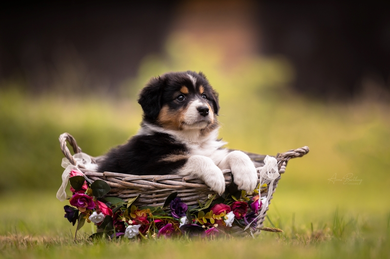 07-Huendin-Alice-840