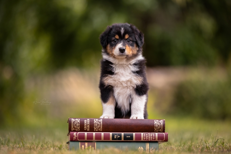 07-Huendin-Alice-841