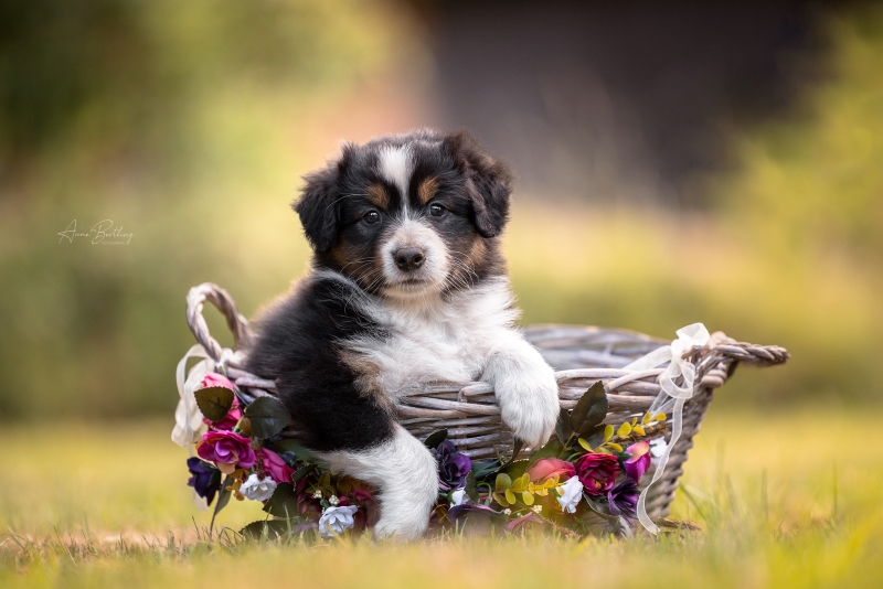 07-Huendin-Queenie-842