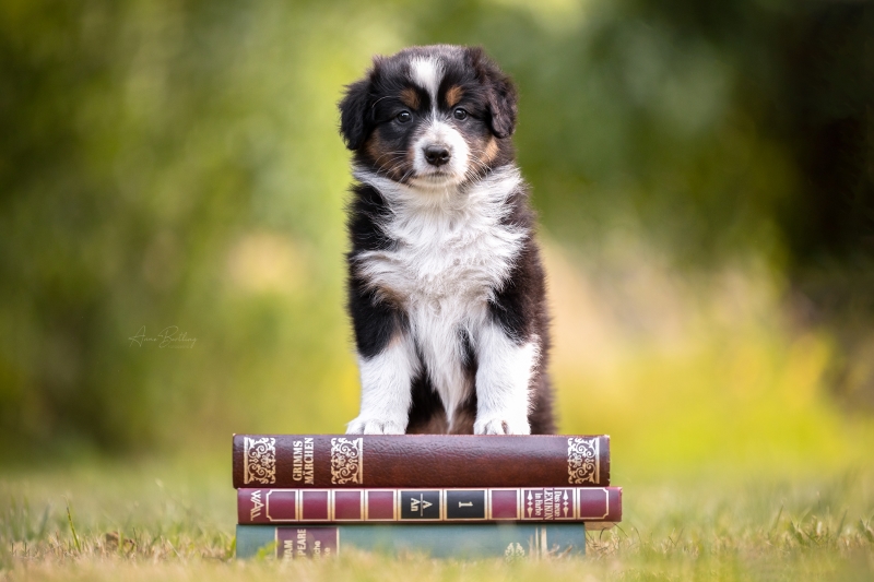 07-Huendin-Queenie-843