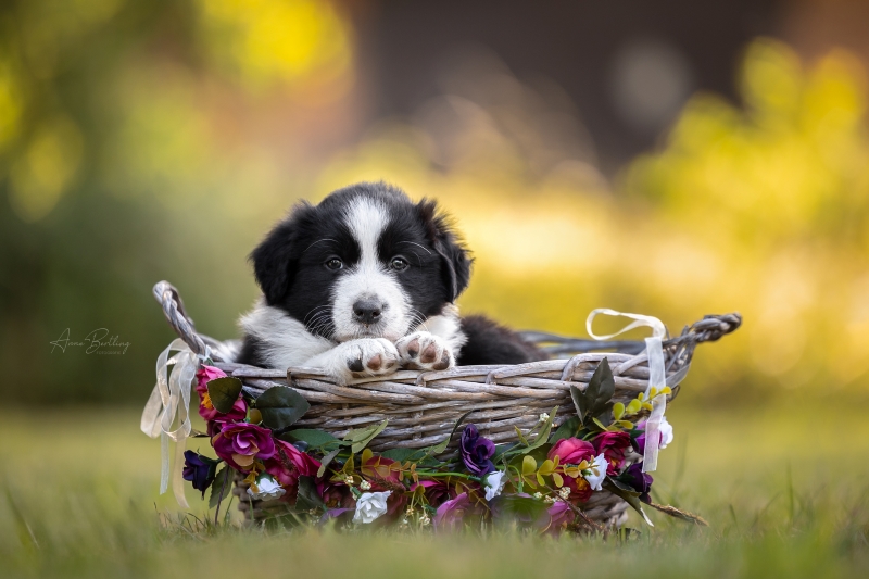 07-Ruede-Chester-846