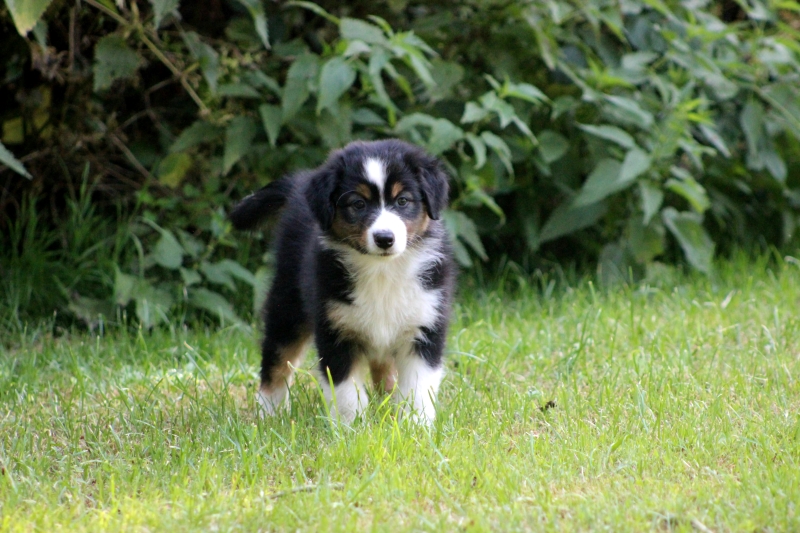 08-Huendin-Pixie-3692