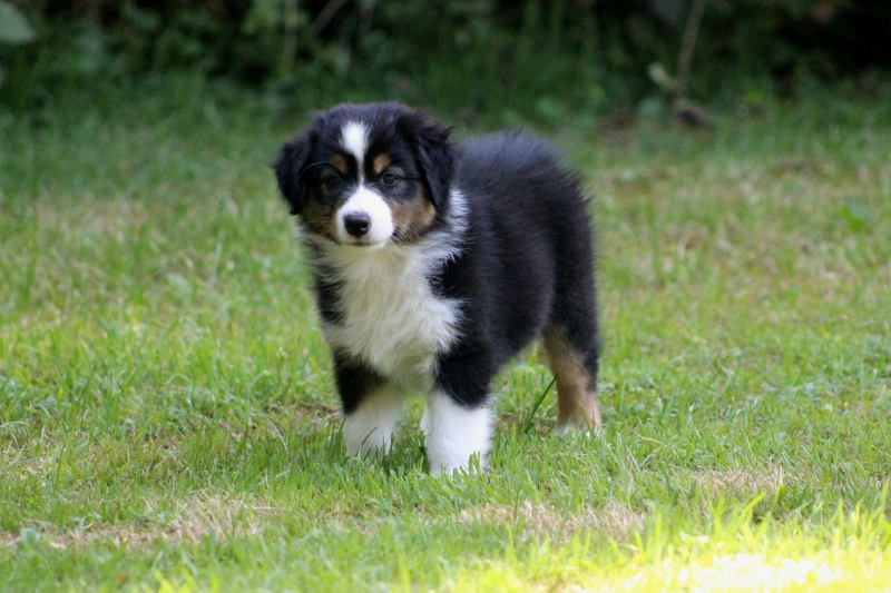 08-Huendin-Pixie-3693