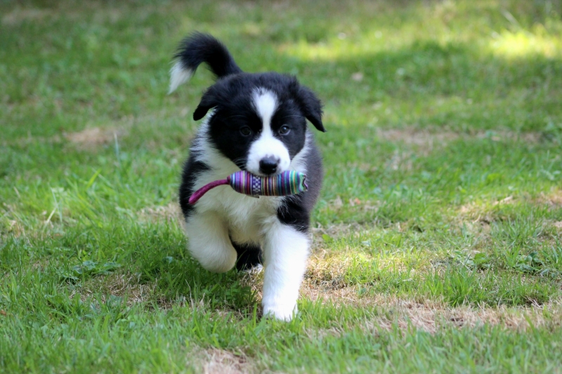 08-Ruede-Chester-3705