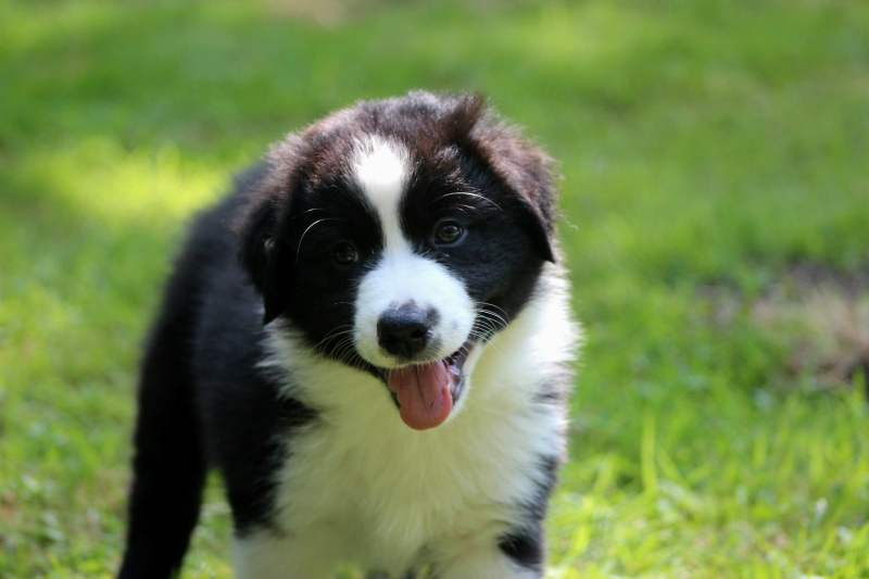 08-Ruede-Chester-3706