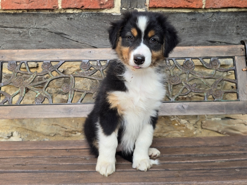 09-Huendin-Pixie-5696