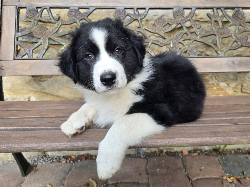 09-Ruede-Chester-5669