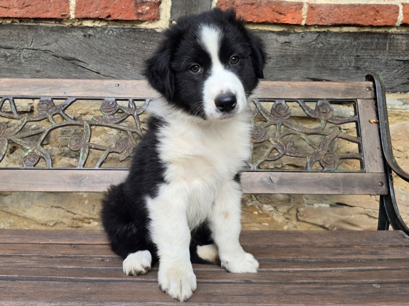 09-Ruede-Chester-5670